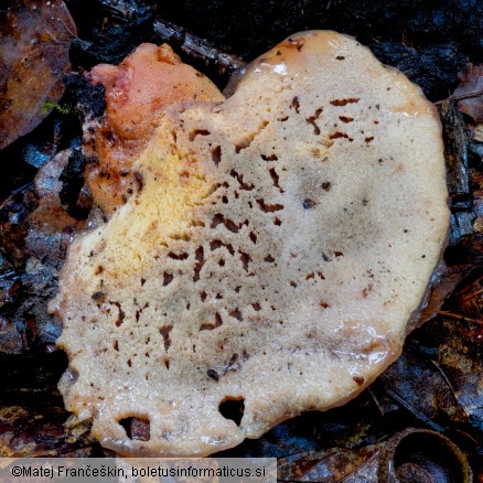 Fistulina hepatica