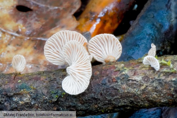 Panellus violaceofulvus