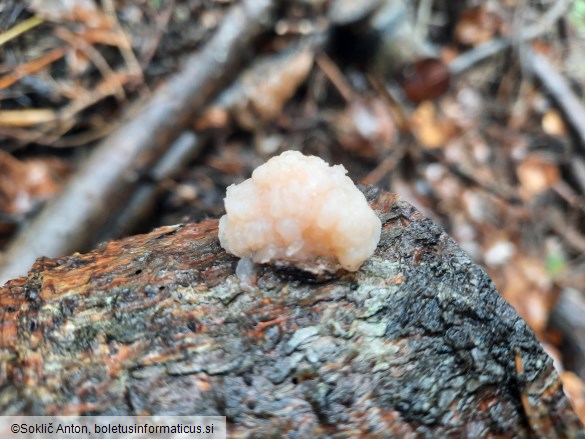 Tremella encephala