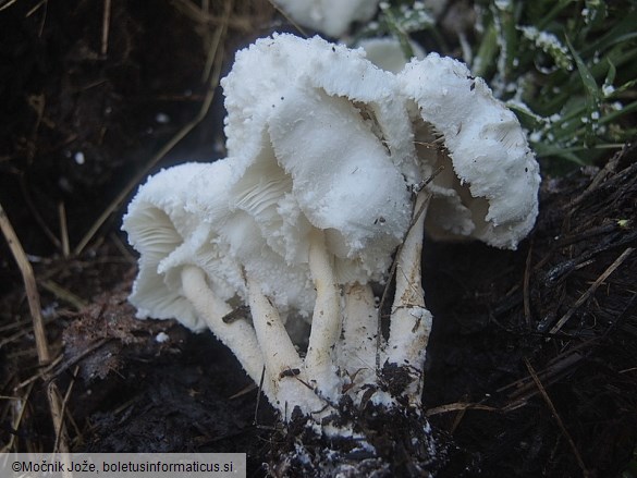 Leucocoprinus cretaceus