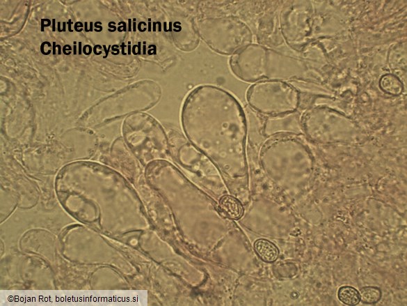 Pluteus salicinus