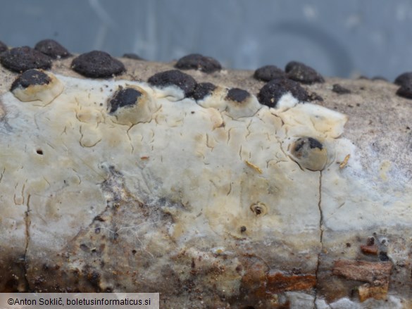 Radulomyces confluens