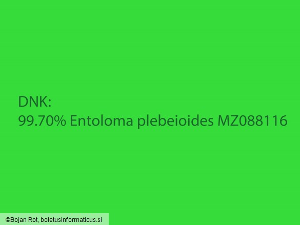 Entoloma plebeioides