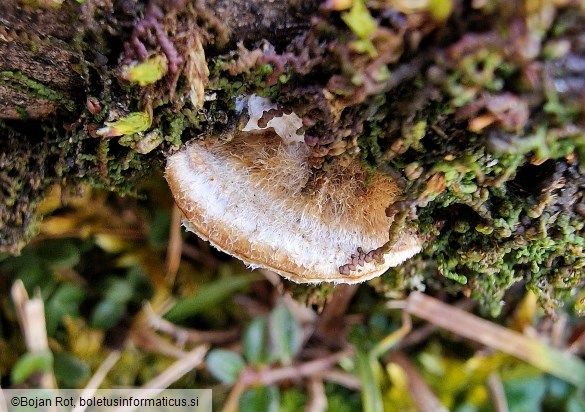 Coriolopsis trogii