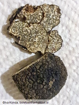 Tuber aestivum