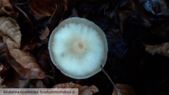 Rhodocollybia butyracea f. asema