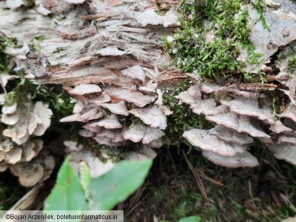 Trichaptum biforme