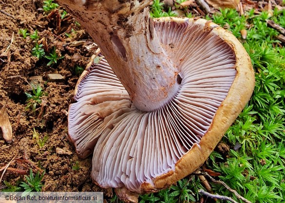 Calonarius suaveolens