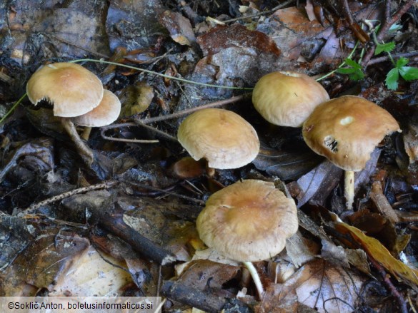 Gymnopus peronatus