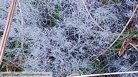 Phycomyces blakesleeanus