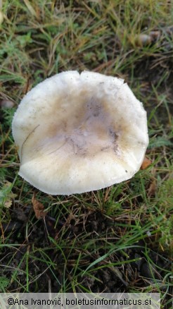 Limacella illinita