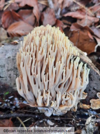 Ramaria rubella