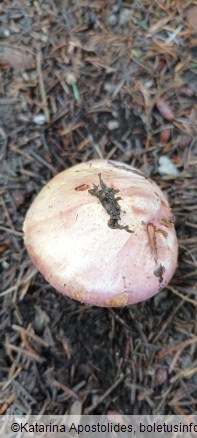 Calonarius suaveolens