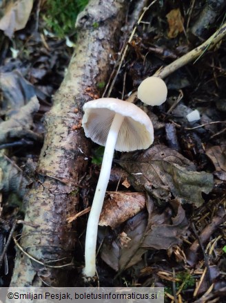 Psathyrella candolleana