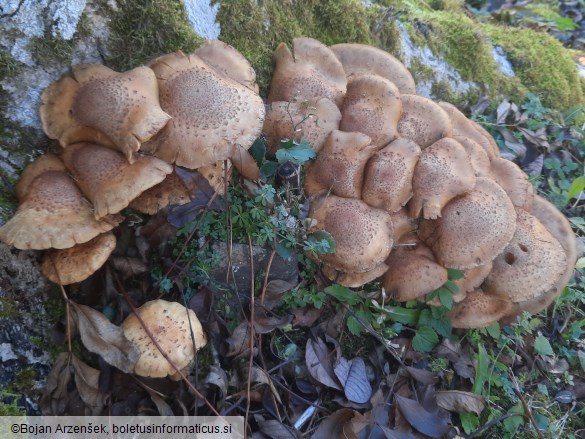 Pholiota squarrosa
