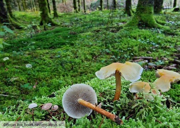 Hypholoma capnoides