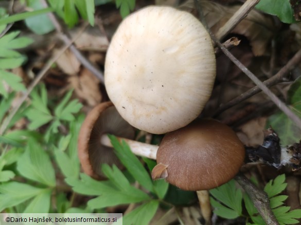 Psathyrella spadiceogrisea