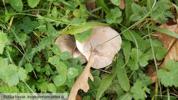 Lepista luscina