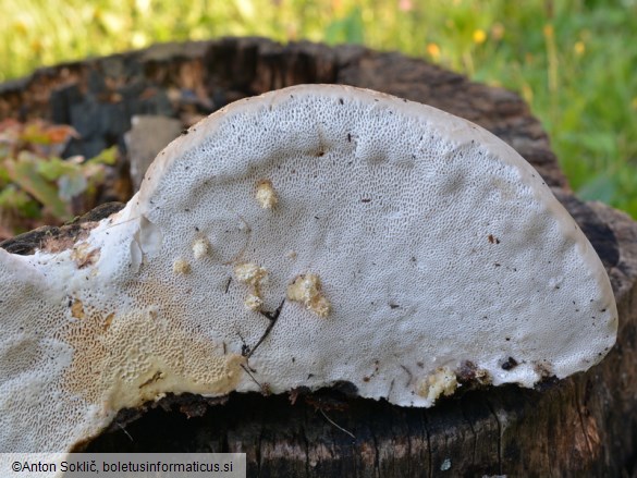 Perenniporia fraxinea