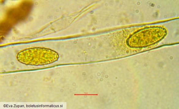 Phylloscypha phyllogena