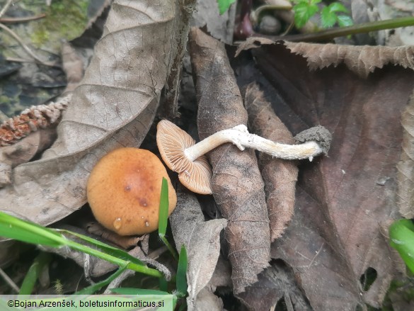 Conocybe aporos