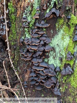 Hymenochaete rubiginosa