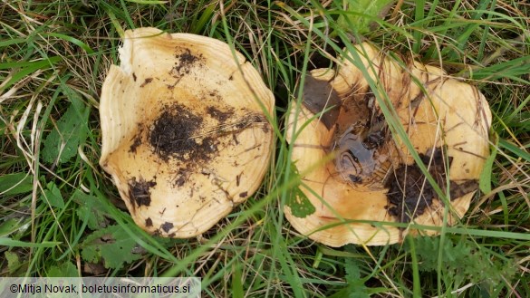 Lactarius zonarius