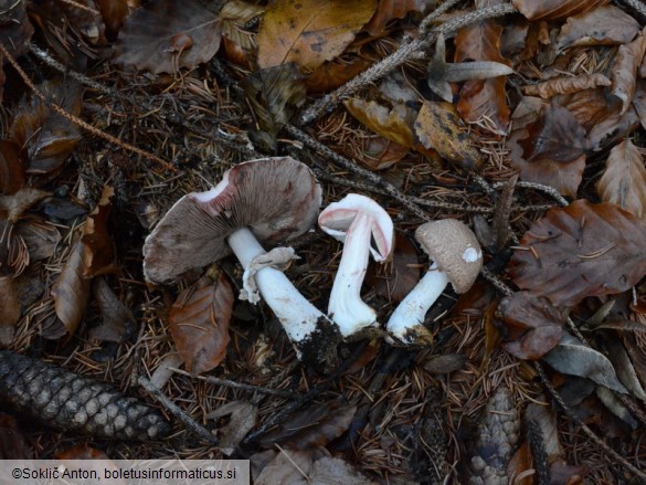 Agaricus sylvaticus