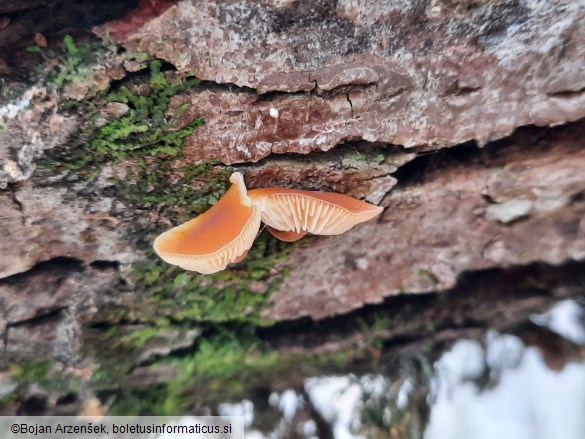 Flammulina elastica