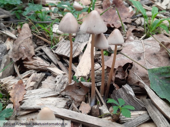 Parasola conopilea
