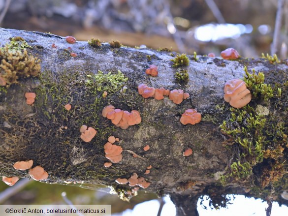 Ditangium cerasi