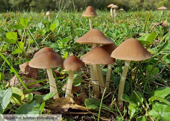 Psathyrella marquana
