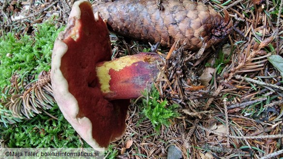 Rubroboletus rubrosanguineus