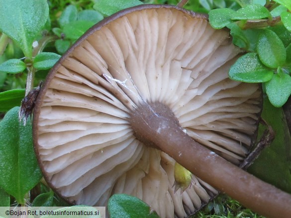 Myxomphalia maura