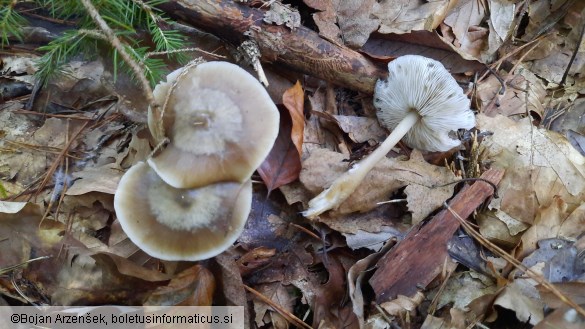Rhodocollybia butyracea