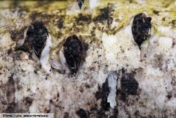Diatrypella favacea