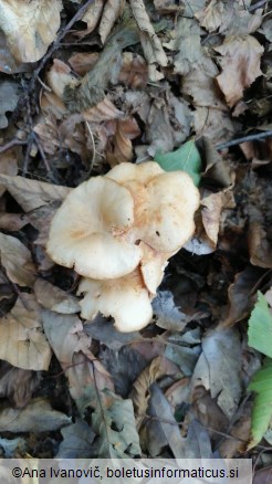 Gymnopus dryophilus
