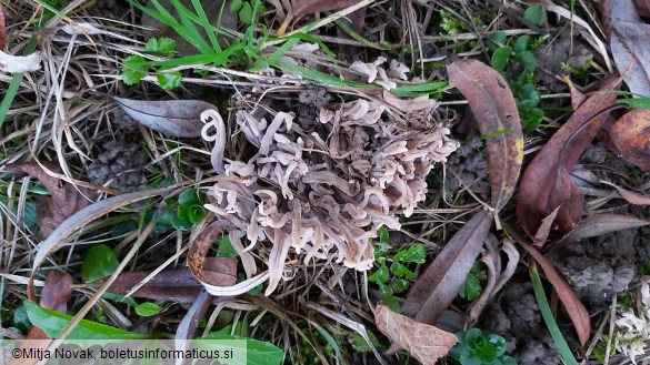 Clavulina cinerea