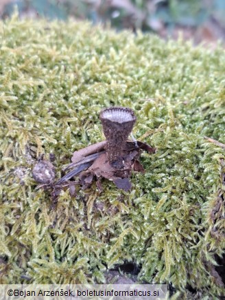 Cyathus striatus