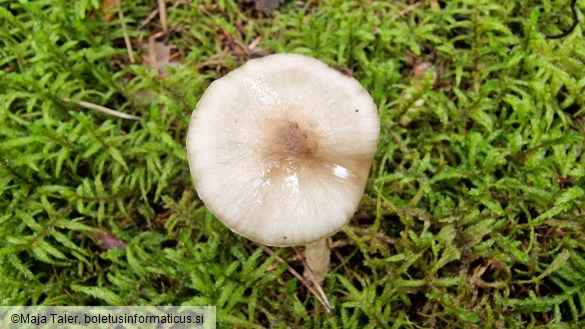 Hygrophorus olivaceoalbus