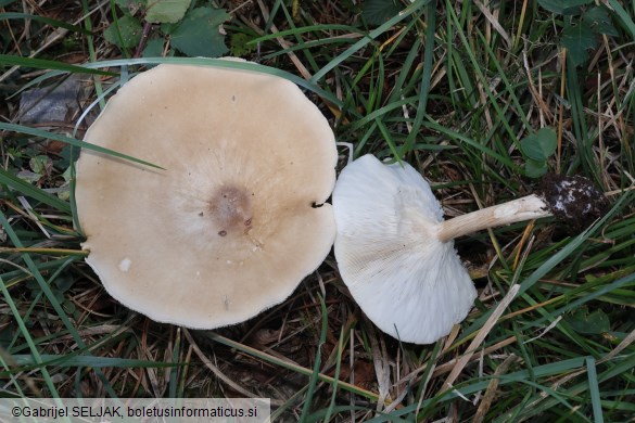 Melanoleuca grammopodia