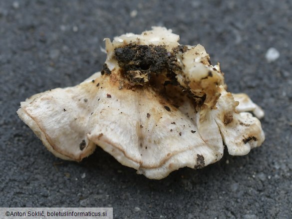 Osteina undosa