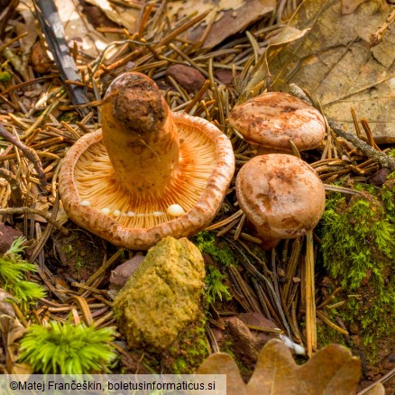 Lactarius quietus