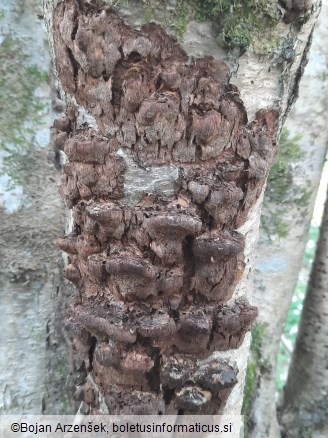 Mensularia nodulosa