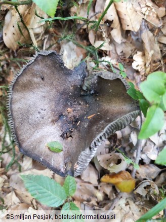 Russula nigricans