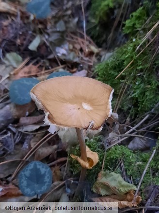Hymenopellis radicata