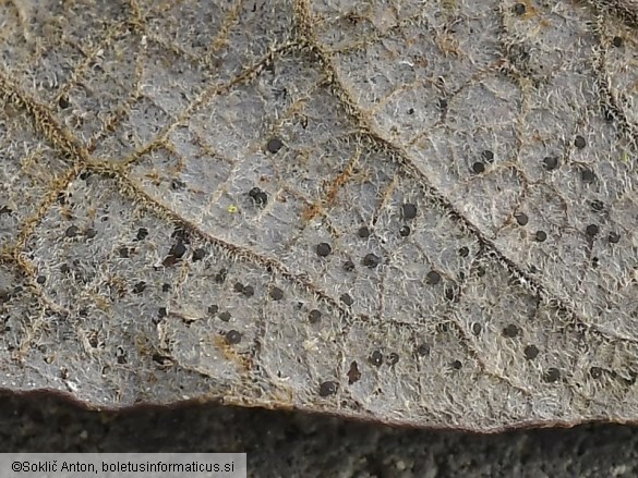 Drepanopeziza salicis