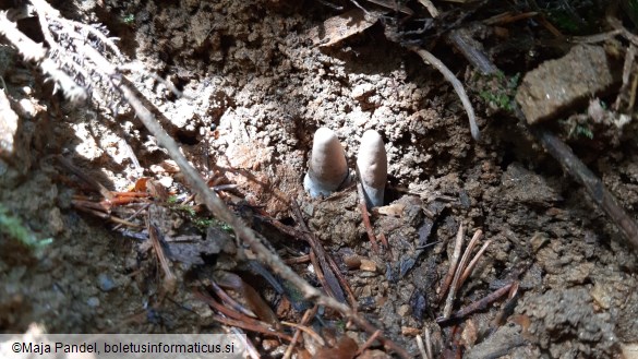 Xylaria hypoxylon
