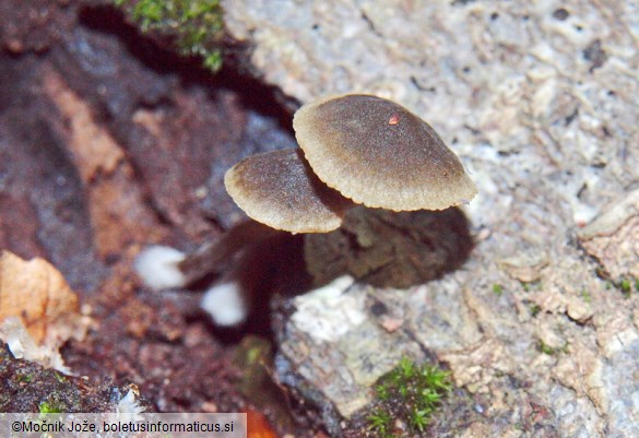 Simocybe centunculus