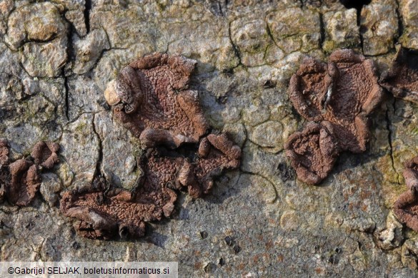 Hypoxylon cercidicola